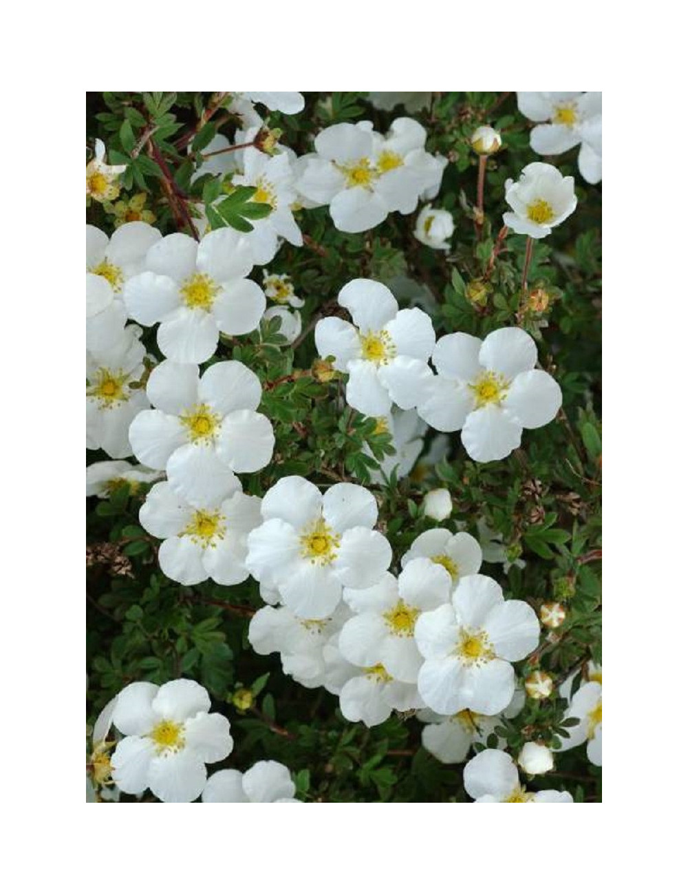 POTENTILLA Fruticosa ABBOTSWOOD Potentille