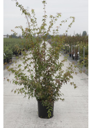 ACER palmatum En pot de 12-15 litres buisson hauteur 080-100 cm