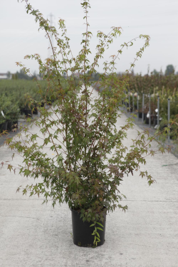 ACER palmatum En pot de 12-15 litres buisson hauteur 080-100 cm