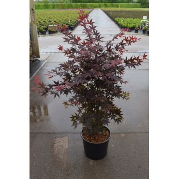 ACER palmatum ATROPURPUREUM En pot de 10-12 litres