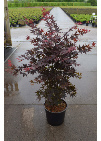 ACER palmatum ATROPURPUREUM En pot de 10-12 litres