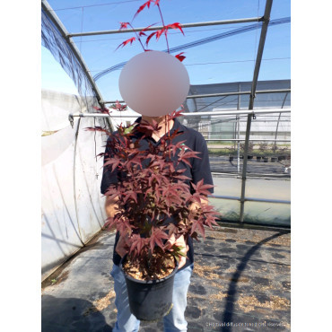 ACER palmatum ATROPURPUREUM En pot de 4-5 litres