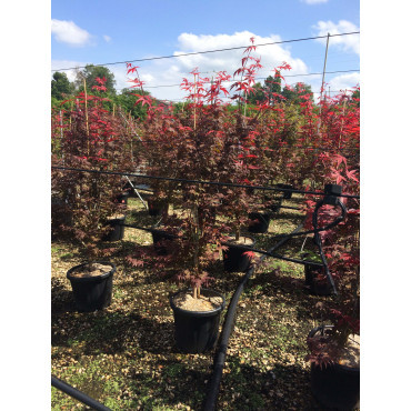 ACER palmatum ATROPURPUREUM En pot de 15-20 litres