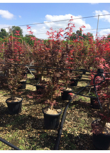 ACER palmatum ATROPURPUREUM En pot de 15-20 litres