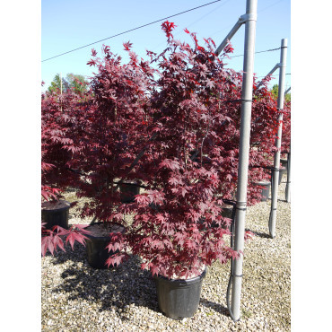 ACER palmatum ATROPURPUREUM En pot de 35-50 litres