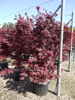 ACER palmatum ATROPURPUREUM En pot de 30-35 litres buisson hauteur 150-175 cm