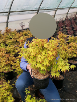 ACER palmatum ORANGE DREAM En pot de 4-5 litres buisson hauteur 030-040 cm