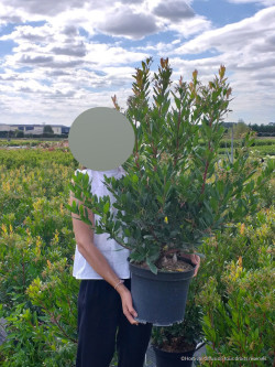 ARBUTUS unedo ATLANTIC En pot de 10-12 litres buisson hauteur 060-080 cm