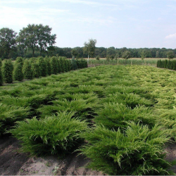 JUNIPERUS media MINT JULEP