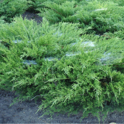 JUNIPERUS media MINT JULEP