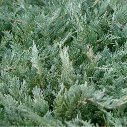 JUNIPERUS media Pfitzeriana GLAUCA