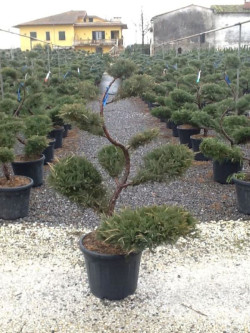 JUNIPERUS media Pfitzeriana GLAUCA En pot forme bonsaï