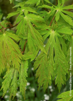 ACER japonicum ACONITIFOLIUM
