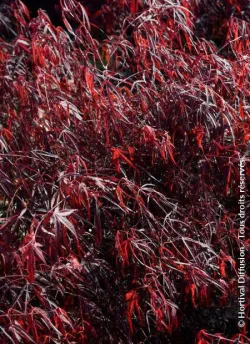 erable-du-japon-enkan-acer-palmatum-enkan-1.jpg
