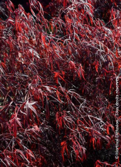 erable-du-japon-enkan-acer-palmatum-enkan-1.jpg