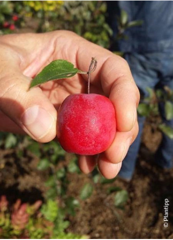 MALUS APPLETINI ® (Pommier d'ornement)5