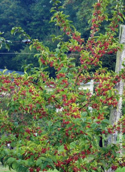 MALUS RED JEWEL