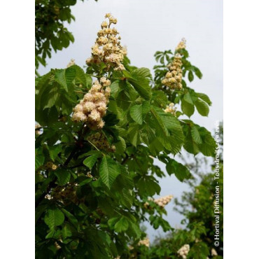 AESCULUS hippocastanum BAUMANNII