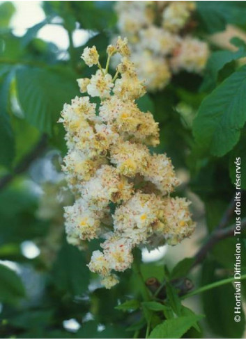 AESCULUS hippocastanum BAUMANNII