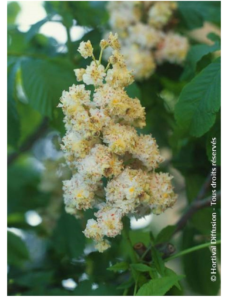 AESCULUS hippocastanum BAUMANNII