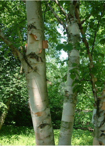 BETULA papyrifera