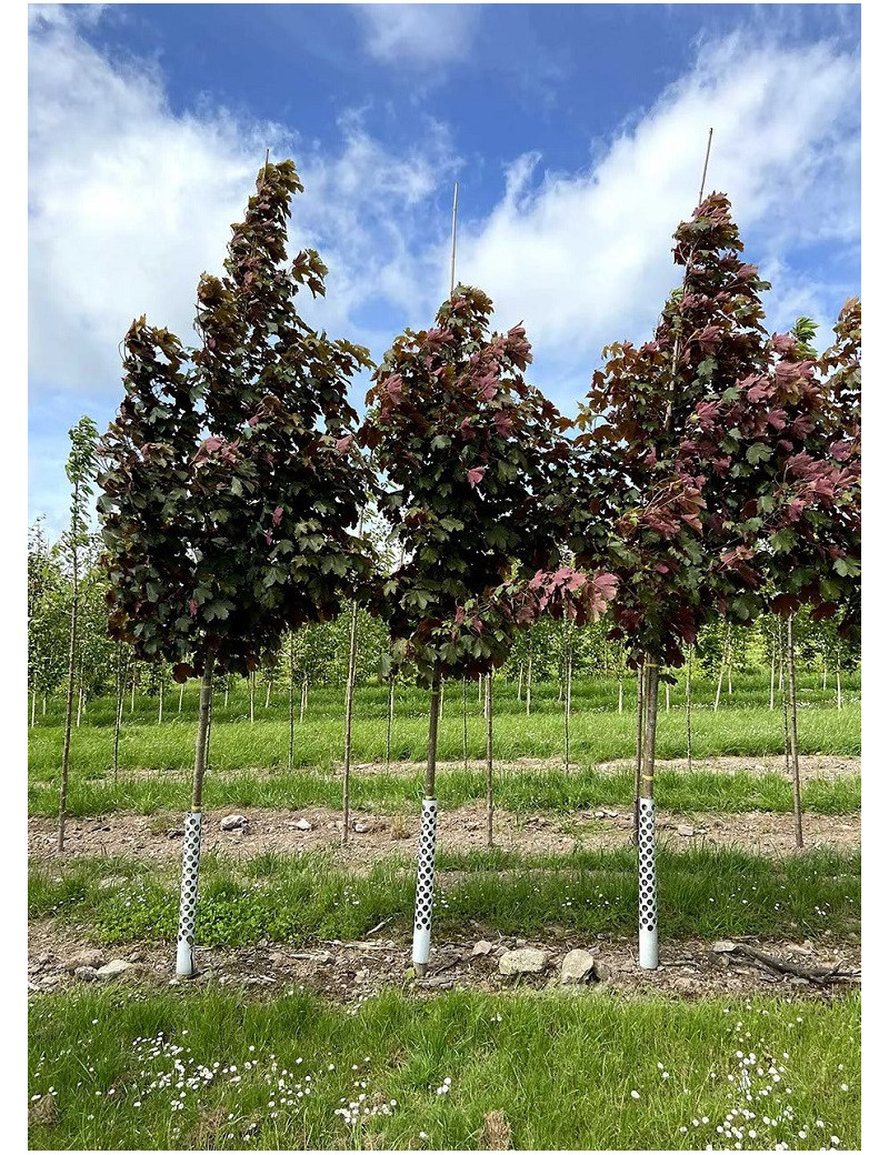 ACER pseudoplatanus SPAETHII