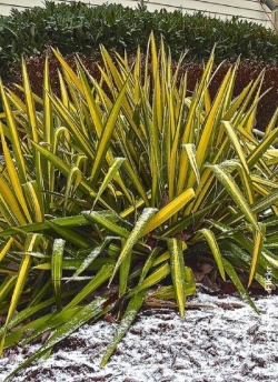 YUCCA filamentosa GOLDEN SWORD