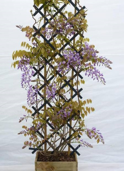 WISTERIA venusta GRANDE DIVA BARBARA