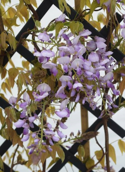 WISTERIA venusta GRANDE DIVA BARBARA