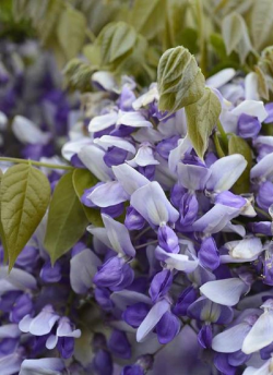 WISTERIA venusta GRANDE DIVA NATHALIE