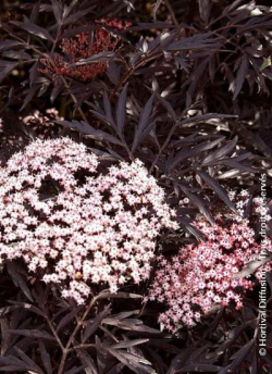 SAMBUCUS nigra BLACK LACE