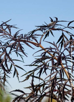 SAMBUCUS nigra BLACK LACE