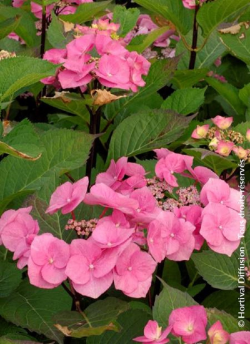 HYDRANGEA macrophylla ZORRO ROSE