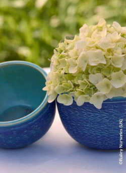 HYDRANGEA ENDLESS SUMMER BUSHING BRIDE