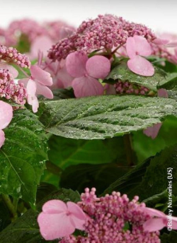 HYDRANGEA ENDLESS SUMMER TWIST-N-SHOUT ROSE