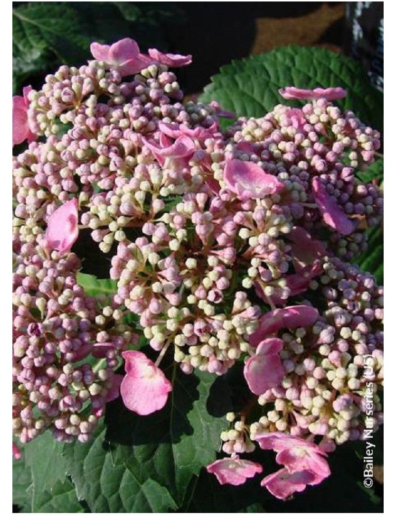 HYDRANGEA ENDLESS SUMMER TWIST-N-SHOUT ROSE HYDRANGEA ENDLESS SUMMER TWIST-N-SHOUT ROSE
