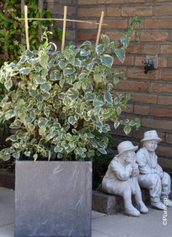 HYDRANGEA petiolaris SILVER LINING