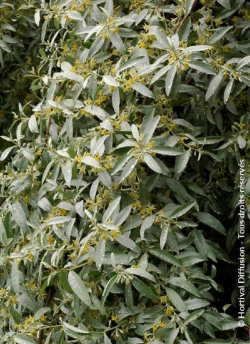 ELAEAGNUS commutata ZEMPIN