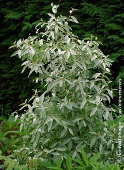 ELAEAGNUS commutata ZEMPIN