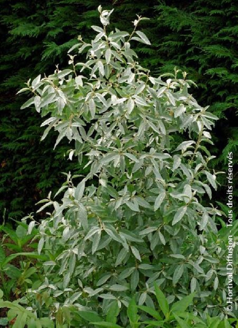 ELAEAGNUS commutata ZEMPIN