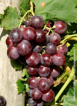 VIGNE DE TABLE CARDINAL