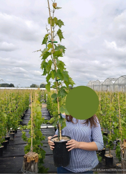 vigne-dattier-de-beyrouth-vitis-vinifera-dattier-de-beyrouth-1.jpg