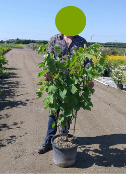 VIGNE DE TABLE En pot de 15-20 litres forme espalier
