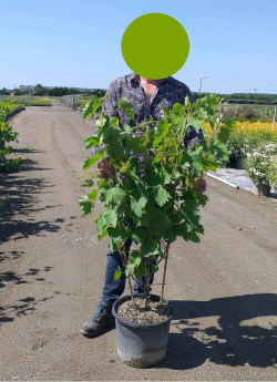 vigne-dattier-de-beyrouth-vitis-vinifera-dattier-de-beyrouth-2.jpg