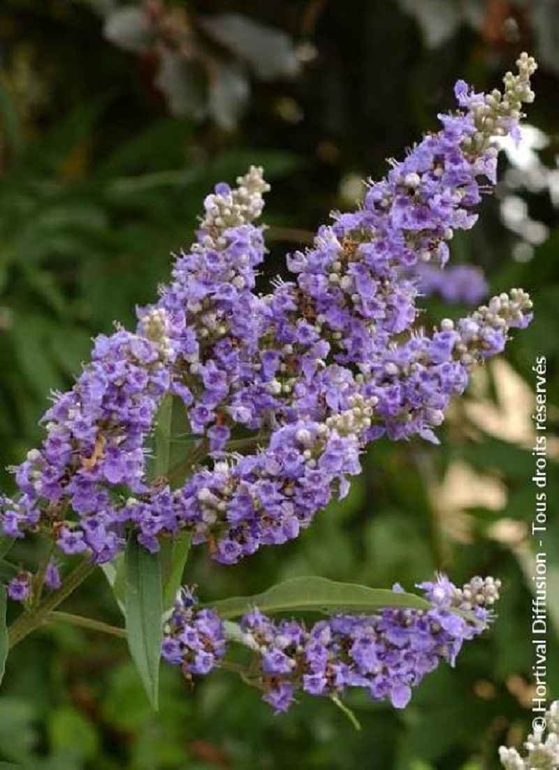 VITEX agnus-castus f.latifolia