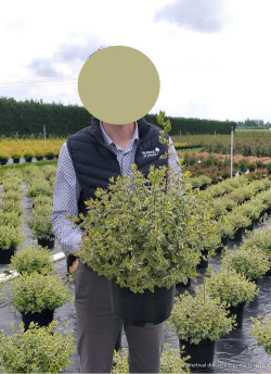 ABELIA SPARKLING SILVER En pot de 10-12 litres buisson diamètre 050-060 cm