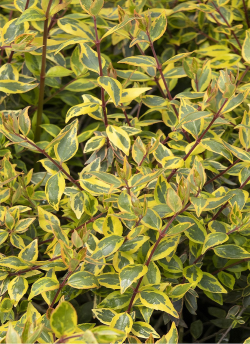 ABELIA SUNSHINE DAYDREAM