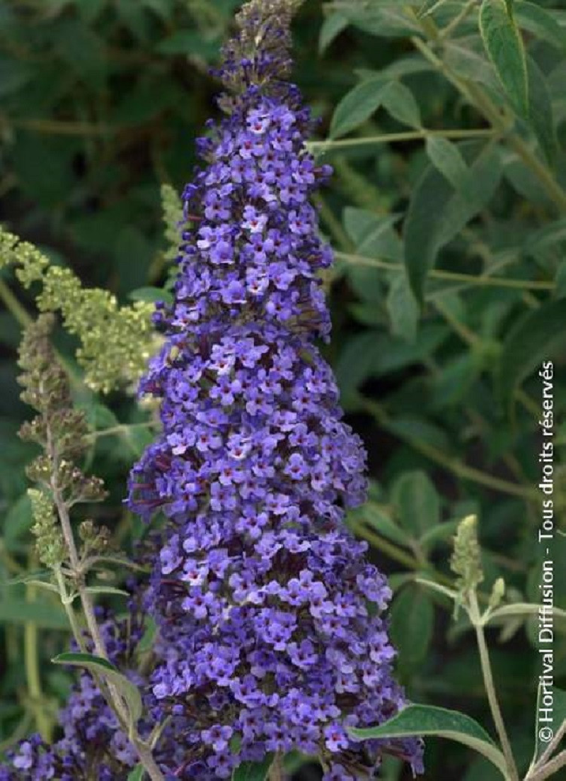 BUDDLEJA davidii RÊVE DE PAPILLON BLUE