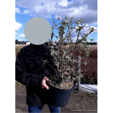 BUDDLEIA davidii En pot de 10-12 litres buisson hauteur 060-080 cm