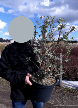 BUDDLEIA davidii En pot de 10-12 litres buisson hauteur 060-080 cm